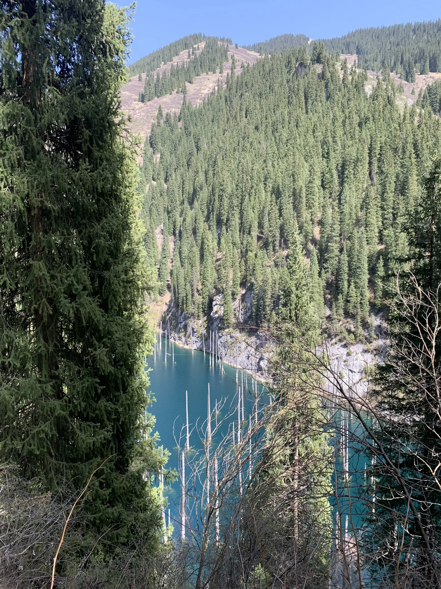 Озеро Каинды — затопленный еловый лес